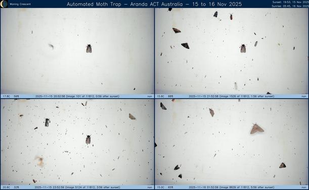 Collage showing insects attracted to light and automatically imaged 1 hour, 2 hours, 4 hours and 6 hours after sunset in Aranda, ACT, Australia on the night of 15 to 16 Nov 2025. The image includes four smaller images collected around the listed times. Each image shows a section of sheet with a variable number of insects attracted to UV and visible light. Number and variety depends on time of year and conditions during the given night. The image is also labeled with basic details of the associated weather and moon phase. For more explanation of the Automated Moth Trap project visit https://amt.hobern.net/ and https://www.flickr.com/photos/dhobern/albums/72177720322426621.