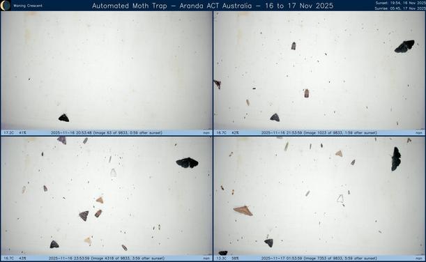 Collage showing insects attracted to light and automatically imaged 1 hour, 2 hours, 4 hours and 6 hours after sunset in Aranda, ACT, Australia on the night of 16 to 17 Nov 2025. The image includes four smaller images collected around the listed times. Each image shows a section of sheet with a variable number of insects attracted to UV and visible light. Number and variety depends on time of year and conditions during the given night. The image is also labeled with basic details of the associated weather and moon phase. For more explanation of the Automated Moth Trap project visit https://amt.hobern.net/ and https://www.flickr.com/photos/dhobern/albums/72177720322426621.