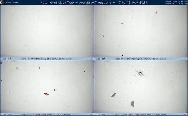 Collage showing insects attracted to light and automatically imaged 1 hour, 2 hours, 4 hours and 6 hours after sunset in Aranda, ACT, Australia on the night of 17 to 18 Nov 2025. The image includes four smaller images collected around the listed times. Each image shows a section of sheet with a variable number of insects attracted to UV and visible light. Number and variety depends on time of year and conditions during the given night. The image is also labeled with basic details of the associated weather and moon phase. For more explanation of the Automated Moth Trap project visit https://amt.hobern.net/ and https://www.flickr.com/photos/dhobern/albums/72177720322426621.