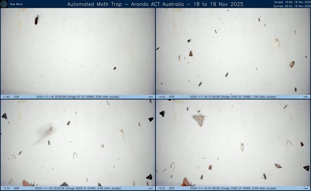 Collage showing insects attracted to light and automatically imaged 1 hour, 2 hours, 4 hours and 6 hours after sunset in Aranda, ACT, Australia on the night of 18 to 19 Nov 2025. The image includes four smaller images collected around the listed times. Each image shows a section of sheet with a variable number of insects attracted to UV and visible light. Number and variety depends on time of year and conditions during the given night. The image is also labeled with basic details of the associated weather and moon phase. For more explanation of the Automated Moth Trap project visit https://amt.hobern.net/ and https://www.flickr.com/photos/dhobern/albums/72177720322426621.