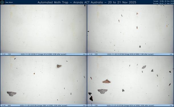 Collage showing insects attracted to light and automatically imaged 1 hour, 2 hours, 4 hours and 6 hours after sunset in Aranda, ACT, Australia on the night of 20 to 21 Nov 2025. The image includes four smaller images collected around the listed times. Each image shows a section of sheet with a variable number of insects attracted to UV and visible light. Number and variety depends on time of year and conditions during the given night. The image is also labeled with basic details of the associated weather and moon phase. For more explanation of the Automated Moth Trap project visit https://amt.hobern.net/ and https://www.flickr.com/photos/dhobern/albums/72177720322426621.