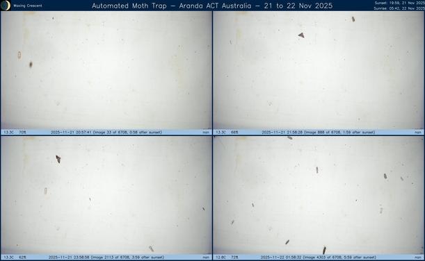 Collage showing insects attracted to light and automatically imaged 1 hour, 2 hours, 4 hours and 6 hours after sunset in Aranda, ACT, Australia on the night of 21 to 22 Nov 2025. The image includes four smaller images collected around the listed times. Each image shows a section of sheet with a variable number of insects attracted to UV and visible light. Number and variety depends on time of year and conditions during the given night. The image is also labeled with basic details of the associated weather and moon phase. For more explanation of the Automated Moth Trap project visit https://amt.hobern.net/ and https://www.flickr.com/photos/dhobern/albums/72177720322426621.