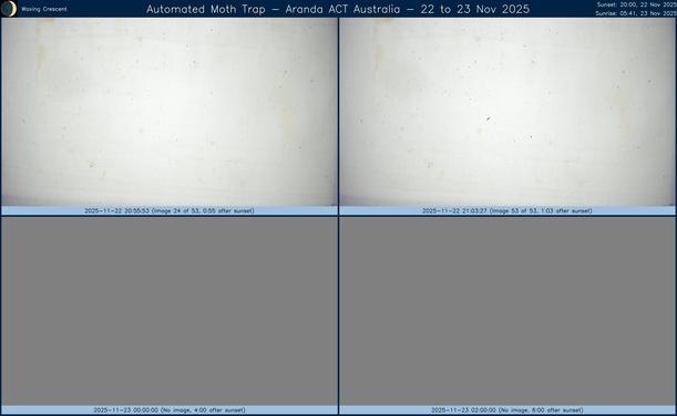 Collage showing insects attracted to light and automatically imaged 1 hour, 2 hours, 4 hours and 6 hours after sunset in Aranda, ACT, Australia on the night of 22 to 23 Nov 2025. The image includes four smaller images collected around the listed times. Each image shows a section of sheet with a variable number of insects attracted to UV and visible light. Number and variety depends on time of year and conditions during the given night. The image is also labeled with basic details of the associated weather and moon phase. For more explanation of the Automated Moth Trap project visit https://amt.hobern.net/ and https://www.flickr.com/photos/dhobern/albums/72177720322426621.