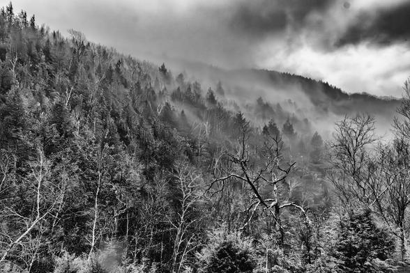 A misty mountain scene with pine trees on mountain side and very dramatic clouds in the right corner
