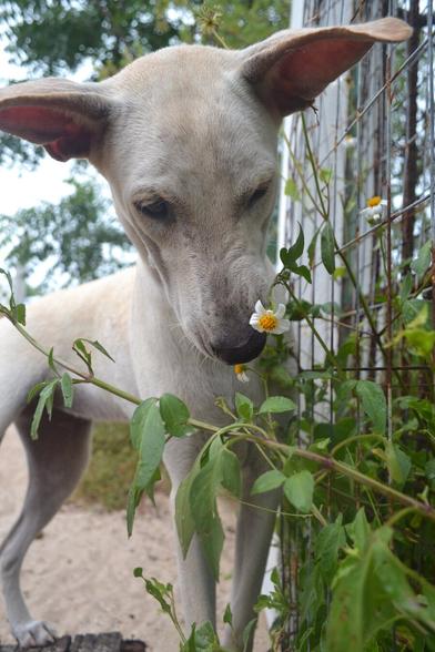 Close up of a youngish white dog in a sand yard pressed up against a metal gate. Some flowers are growing through the gate from the other side, and the dog has their nose pressed against one with their nose scrunched up dramatically. Their ears and head are all comically large and the daisy is small.