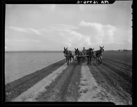 The image depicts a vintage scene of agricultural labor using horses to plow the soil in an open field. Four dark-colored draft animals, likely mules or donkeys based on their size and build, are harnessed together with yokes, each attached by harnesses that go over their heads towards a large wooden plow being pulled across rows of tilled earth. The horses have blinders to keep them focused straight ahead.

A farmer is seated at the center back of this horse-drawn equipment, steering and guiding it through what appears to be recently prepared farmland with freshly turned soil lines marking the paths for cultivation or preparation for planting crops such as cotton. His attire suggests a rural working environment – likely light-colored clothing suitable for outdoor labor during warmer weather.

The landscape is expansive with no immediate structures visible apart from some faint buildings in the distance, suggesting an isolated farming area. The sky overhead is overcast, providing diffuse lighting which emphasizes textures and contrasts on the ground without harsh shadows or highlights. This rural setting underlines themes of agricultural life, manual labor, and perhaps resilience given that it appears to be a moment after rain washed out previous crops.

In terms of historical context, this image likely comes from around 1940s America, as indicated by text at the top corner reading "3-July '48". It reflects conditions du [...]