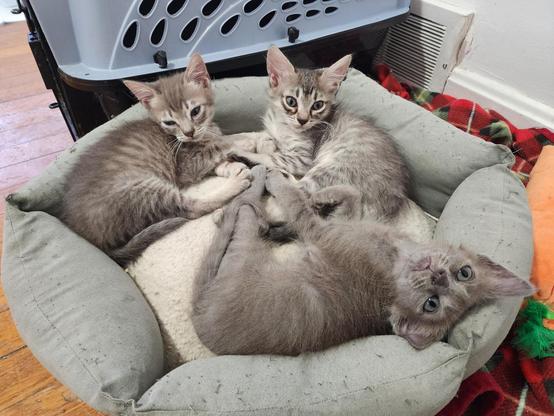 two tabby and one gray kitten reclining on a big round cushion.