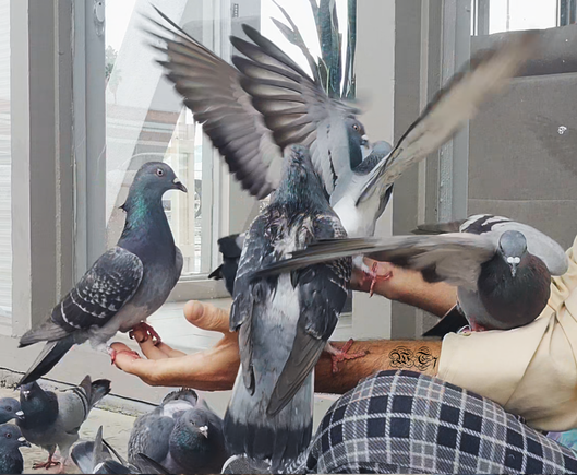 5 pigeons in my hands ~WT7