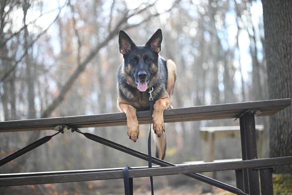 German Shepherd patiently waiting on bench