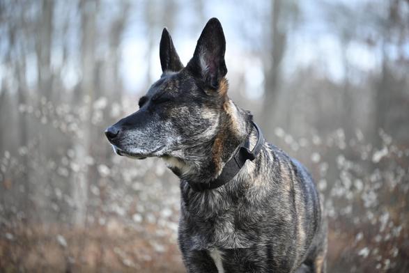 DutchShepherd