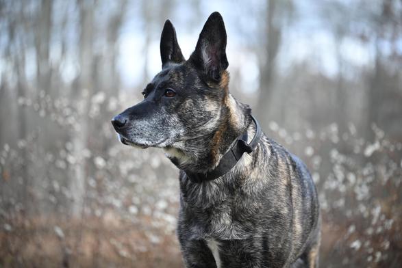 Dutch Shepherd