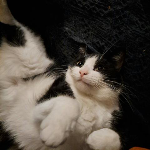 A small tuxedo cat lying vent on her back looking content
