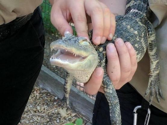 Petting a little gator