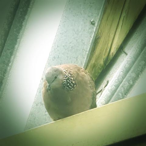 A spotted wood dove watching me from the roof. The photo has a weird filter because apparently I haven't installed anything on my phone that just let's me boost the brightness of an image without applying a vignette.