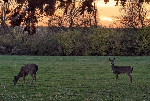 Two deer in an open field at sunset.  Brown oak leaves hang at the top of the picture.  One deer is grazing while the other looks at the camera.