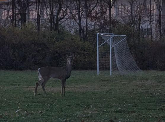 A deer at dusk, looking at the camera.  The deer is in a field in front of a soccer goal.