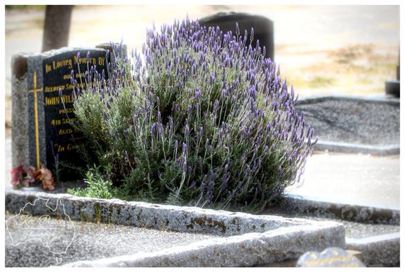 Close up, slightly soft focus photograph of a large, vibrant bush of purple lavender growing on a granite grave site in a cemetery.

The lavender dominates the center of the frame, obscuring part of the dark headstone which has gold lettering visible.

The foreground shows the coarse granite curbing of the plot. The background is blurred, suggesting a sunny day.