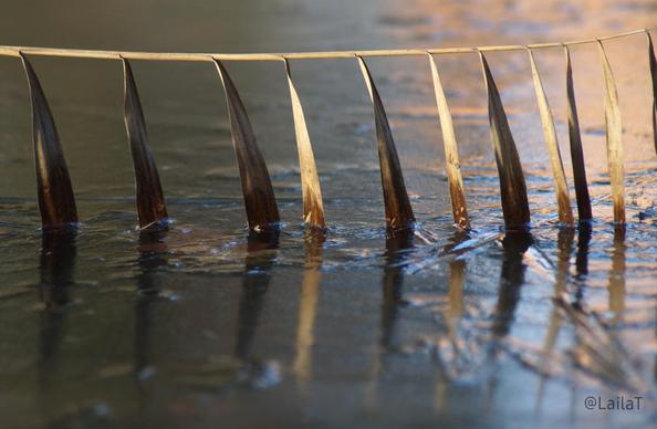 Ein Schilfrohr liegt abgeknickt über dem Wasser, seine Blätter ragen senkrecht, geradezu symmetrisch, ins Wasser hinein, das von einer dünnen Eisschicht bedeckt ist. Die Blätter spiegeln sich im Eis.