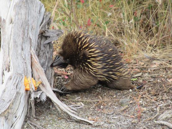 A brown small echidna sticking their snout into a log