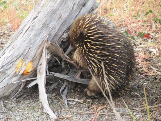 A brown small echidna standing on their back legs sticking their snout into a log