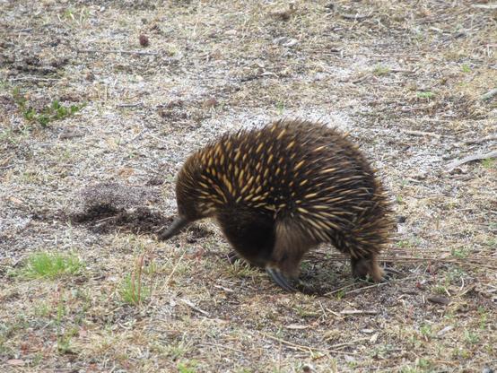 A brown small echidna walking