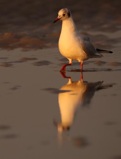 Eine Lachmöwe in eine Pfütze. Die Möwe wird durch das gelbe Licht des Sonnenuntergangs angestrahlt und spiegelt sich in der Pfütze, in der sie steht.
Der Hintergrund verliert sich in Unschärfe und ist in brauntönen des nassen Sandes.