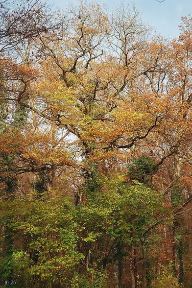 Farbfoto von Laubbäumen im Herbstschmuck, hauptsächlich Eichen und Buchen. Viele Blätter sind schon gefallen, manche sind gelb oder orange, etliche im Vordergrund sind noch grün. Olympus 35RC auf Fuji C200.