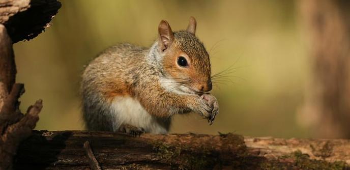 Young squirrel on branch