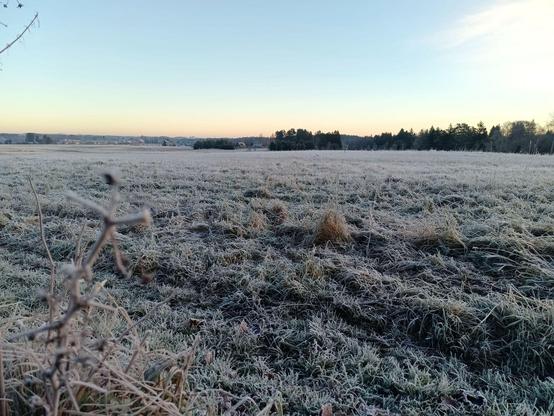 A meadow near a forest in the morning light. Everything is covered in a white coat of frost, turning it crunchy.