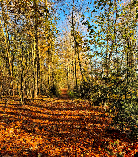 Herbstlicher Waldweg, darüber blauer Himmel