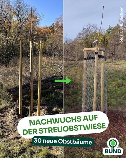 Zweiteiliges Bild mit zwei Aufnahmen junger Obstbäume: links ohne Schutz, rechts mit Drahtgeflecht umgeben. Im Hintergrund herbstliche Bäume. Text: Nachwuchs auf der Streuobstwiese – 30 neue Obstbäume wurden gepflanzt.