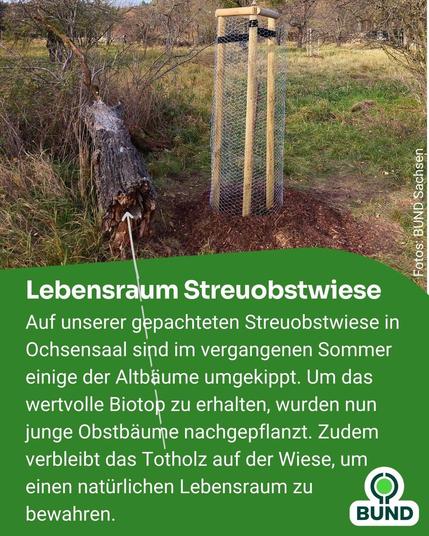 Ein frisch gepflanzter junger Baum mit Holzpfählen und Drahtschutz steht neben einem alten, umgestürzten Baumstamm auf einer Wiese mit weiteren Obstbäumen im Hintergrund. Text: Lebensraum Streuobstwiese. Beschreibung der Nachpflanzung junger Obstbäume und Belassen von Totholz zur Förderung der Artenvielfalt.