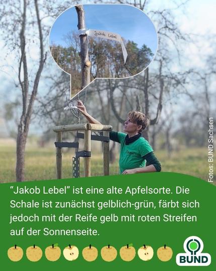 Eine Person befestigt ein Schild mit der Aufschrift „Jakob Lebel“ an einem jungen Apfelbaum. Eine Sprechblase hebt das Schild hervor. Text beschreibt die alte Apfelsorte Jakob Lebel mit grüngelber Schale und roten Streifen auf der Sonnenseite.