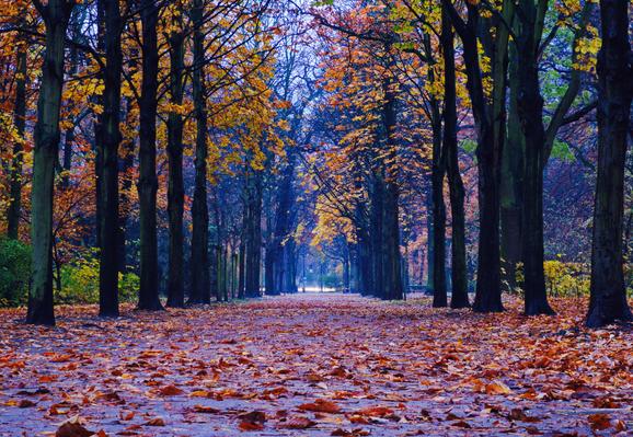 Blick durch eine Allee im Park. Die Bäume mit Resten von gelben Laub, der Weg mit gelben und rötlichem, nassen Laub bedeckt. In der Ferne eine Straße.