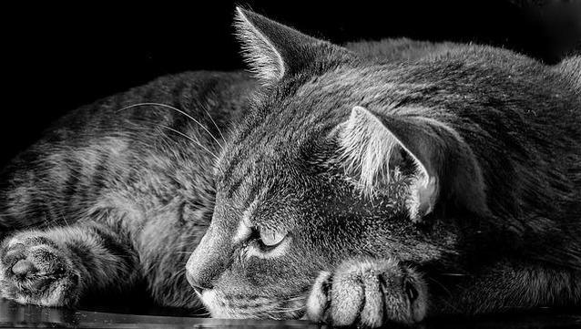 Photo de chat tigré couché, les yeux ouverts, prise en noir et blanc. ( Pixabay. loveombra)
