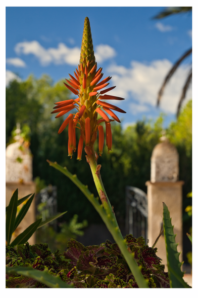 Hochformat: Prominent im Vordergrund die Blüte einer Aloe arborescens, die Spitze ist noch geschlossen, die unteren scharlachroten Blüten neigen sich bereits nach unten. Im Mittelgrund schon unscharf zwei weisse Laternen auf gemauerten Pfeilern. Kalter aber fröhlicher blauer Himmel mit hübschen unscharfen weissen Wölkchen.