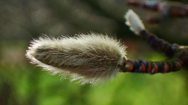 Das Foto zeigt eine pelzige Winterknospe einer Magnolie in Nahaufnahme. Die Knospe ist von feinen, silbergrauen Härchen bedeckt und befindet sich an einem gedrehten, rötlich-braunen Ast. Der Hintergrund ist weich verschwommen und grünlich, wodurch das Hauptmotiv besonders lebendig und plastisch hervorgehoben wird.