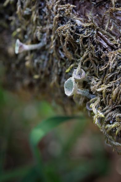A few pale, dry, blue-green-grey trumpets of lichen protruding through an overhang of faded tendrils of moss, above an out-of-focus, dark, grassy background.
