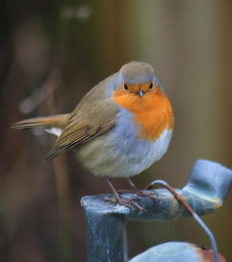 A photograph of the Robin in my garden. It's perched on a flat piece of copper pipe, bent over at the top, and from which the top of a garden lantern can be seen to hang.
The Robin is in half-profile and looking at the camera. It is a little fluffed up against the cold, but I feel its actual outline is going to be pretty close to circular.