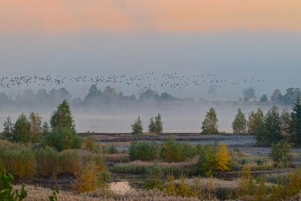 Nebelverhangene Landschaft mit mehreren Bäumen und einer großen Vogelschar am Himmel bei Sonnenaufgang.