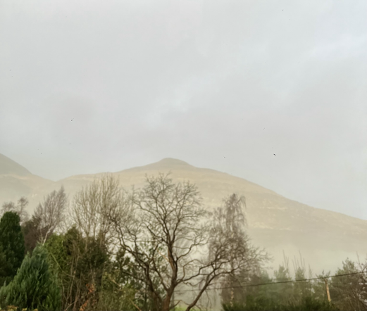 a variety of winter trees stand vigil before high hills partly obscured by a misty, light grey sky.