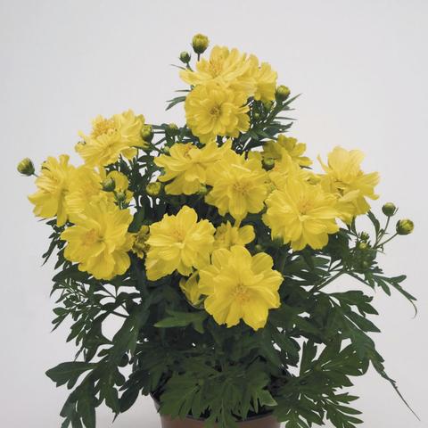 Cosmos plant with pale yellow flowers and green foliage in a plastic pot