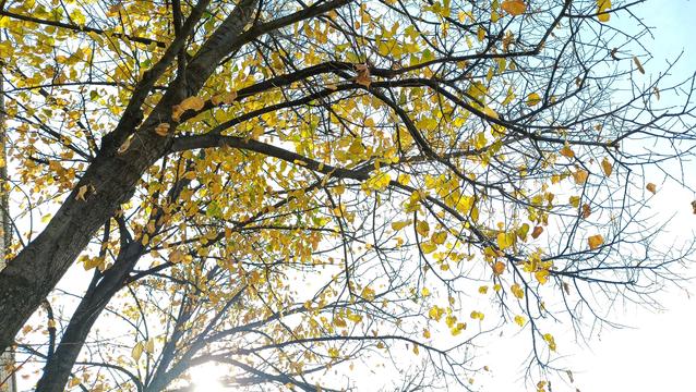 Hojas de Otoño en ramas