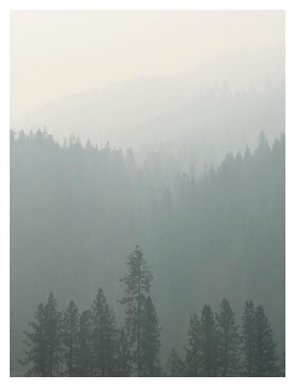 Photo of a conifer forest seen through wildfire smoke. The trees at bottom frame, closest to camera, are the clearest; subsequent “layers” of trees become more indistinct until they vanish into the haze. The tones are muted: a dark green for the nearer trees and an orange-tinged gray for the rest.