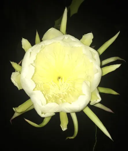 Yellow pitahaya (dragon fruit) flower opening at night in a tropical fruit forest in the Amazon of Ecuador displaying the pistil, sepals, petals, and stamens, hand-pollinated under the moonlight to help ensure fruit development since fewer natural pollinators are active in the dark. The background is completely dark.