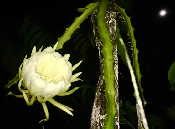 Yellow pitahaya (dragon fruit) flower opening at night in a tropical fruit forest in the Amazon of Ecuador displaying the pistil, sepals, petals, and stamens, hand-pollinated under the moonlight to help ensure fruit development since fewer natural pollinators are active in the dark. The cactus itself is visible climbing a wooden post, and a small tree is dimly visible behind it. The background is otherwise completely dark other than the bright circle of the full moon in the upper right of the image.