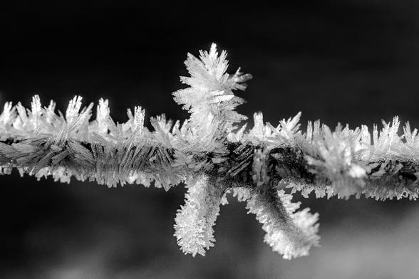 Schwarz Weiss Aufnahme eines Teils von einem mit Raureif bedeckten Stacheldrahtzauns