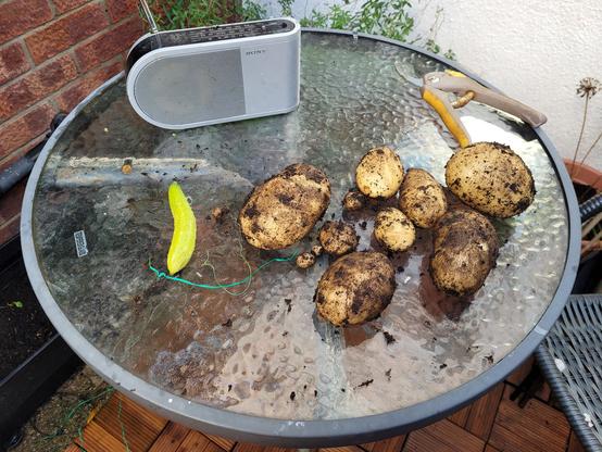 Several potatoes, covered in mud, and a small cucumber, on a glass table.