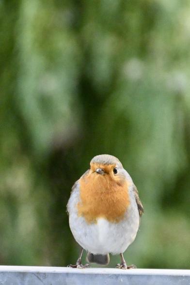 Ein kleiner Vogel (Rotkehlchen) mit einer leuchtend rot-orangen Brust und grauen Federn sitzt auf einem Balkongeländer. Der Hintergrund zeigt verschwommenes Grün eines Nadelbaums. Es sitzt der betrachtetenden Person quasi gegenüber.