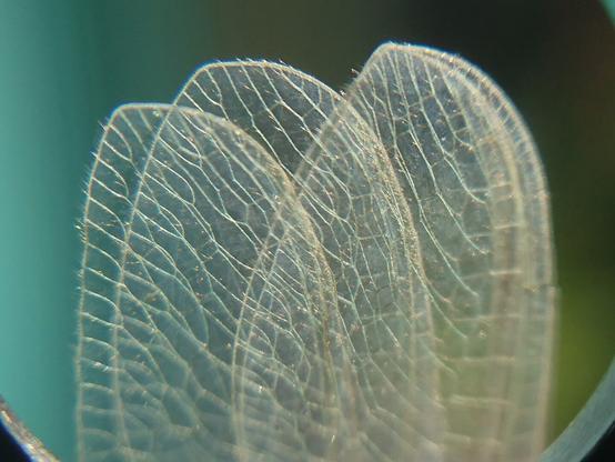 Close-up of a part of four insect wings
